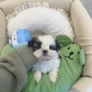 파밀리에드마스코타 천안두정점 천안강아지분양 천안고양이분양 | 천안시츄분양