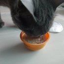 마구로안 이미지