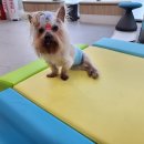 마음편한 동물메디컬센터 이미지