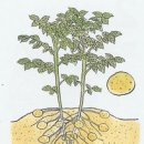 감자 재배법 이미지