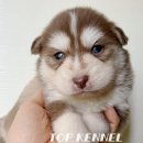 프리미엄 켄넬 이미지