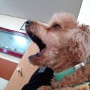 수원종합동물병원 이미지