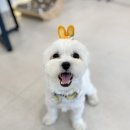 하이보리 이미지