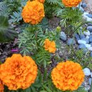 최성기농장 | 11월 7일 생일화 메리골드 - 날씨경영과 빅데이터로 본 황금빛 희망의 꽃