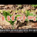 4월 봄 국립수목원에서 만난 들풀 47종 해설 / 싸돌맨 동영상 이미지