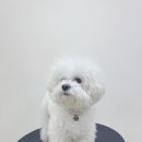 위드숑 네이버블로그