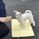 엔젤짐 반려견 아카데미 이미지