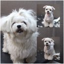 애견깍새 이미지