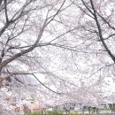 서부간선도로 | 벚꽃 팡팡 터진, 인천 계양 서부간선로 벚꽃길 만개 후기 주차장