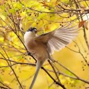 Azure-winged magpie 이미지