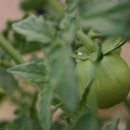 작은농원 이미지