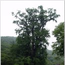 연수천 | [100대명산] 양평의 영봉 용문산 가섭봉~장군봉~함왕봉, 그리고 용문사와 사나사