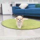 삼척동물병원 | 삼척 애견분양 후회 후기: 김민준씨는 왜 눈물을 흘렸나?