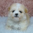 몽글몽글 이미지