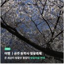 공주-04 | [취미] 국내 벚꽃축제 벚꽃명소 추천 - 공주 동학사 실시간 현황 (04/05)