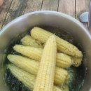 율이네농장 | 율이네농장 미백🌽찰옥수수 1차 예약 주문 - 1차 마감 합니다!!