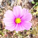 호수에너지1호태양광발전소 이미지