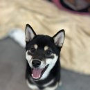 펫스토리 | 이천 강아지 파양, 마음 편히 맡길 수 있는 '아가펫스토리' 솔직 후기