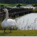 파인스톤컨트리클럽 이미지