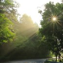 숲속아침 이미지