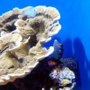 시계박사 엔젤수족관 | [일본] 오키나와 추라우미 수족관 ① 이노의 생물들 ~ 상어 박사님의 방 - 230608