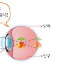 난시 뜻 : 근시난시 차이 이미지