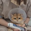 고양이미용호텔 우아캣 네이버블로그