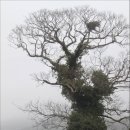 남도석성 이미지