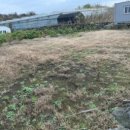 먼나머루 이미지