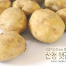 서홍농장 | 농장직배송 지리산 무농약 산청 햇감자 구매후기[산청햇감자/무농약감자/감자효능/감자고르기/감자보관...