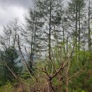 금문농장2 이미지