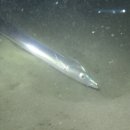 어류도감 - 농어目 - 갈치科 - 은빛갈치꼬치 이미지