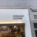 모란디플라워