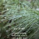 솔잎