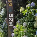 비자림 | 제주 구좌 신비로운 천년의 숲 천연기념물 비자림 방문 후기 (입장료, 준비물, 주차 정보)