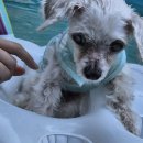 펜션 153 | 강화도 애견동반 펜션 어나더153에서 반려견과 보낸 여름휴가