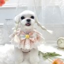 스타애견미용 이미지