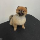 더 빛나개(the 빛나개) 이미지