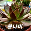 불나비 - 광양시 사동로 66-1 | 불나비