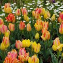 순천만국가정원(동문) 이미지