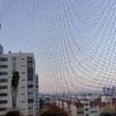 경포점어린왕자 | 피날레 3편, 매미도 보고 싶대요