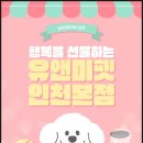 소중 | 평택브리티시숏헤어분양, 유앤미펫에서 만난 소중한 반려묘 후기