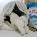 퍼피와 | 새끼 강아지사료 추천 성장기 반려견 사료 급여 후기, 퍼피사료 언제까지?