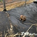 맹꽁이농장 이미지