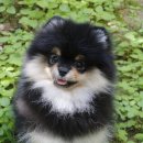 허브애견 이미지