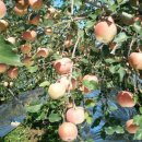 과수원 - 천안시 서북구 성정공원5로 51 | 과수원