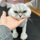 루이동물미용 이미지