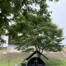 운문댐하류보1 이미지