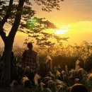 영산강서창들녘억새길 | 가을 억새 명소 광주서창억새축제 첫날후기 인생샷 포토존 주차일방통행