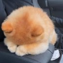 미씨엘로 이미지